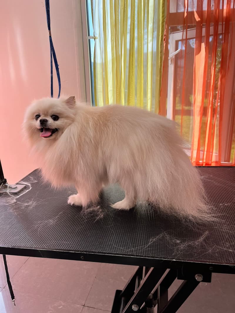 A fluffy cream Pomeranian on the black grooming table inside the salon, orange and green sheer curtains behind