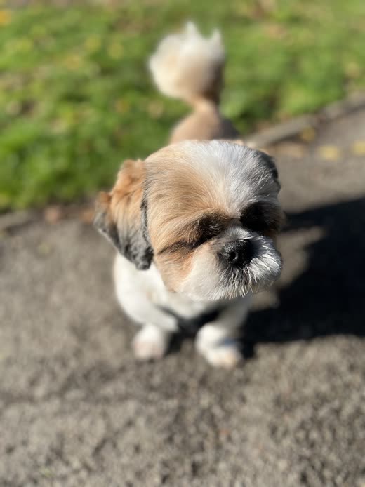 A freshly trimmed Shih Tzu with a topknot looking up at the camera in the sunshine