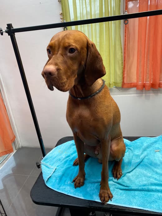 A Vizsla sitting on a teal towel on the grooming table under the grooming arm